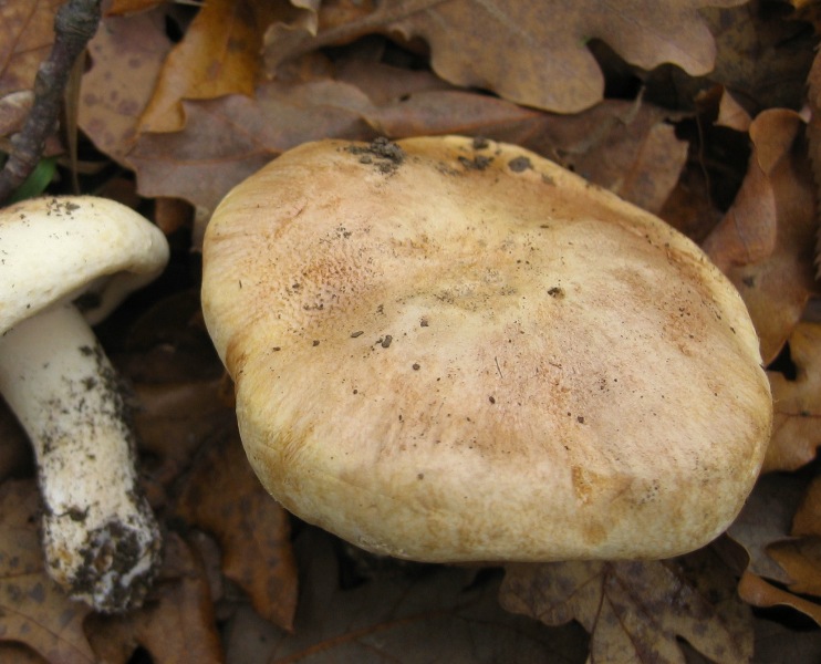 Escursione in querceto, finalmente i funghi!!!